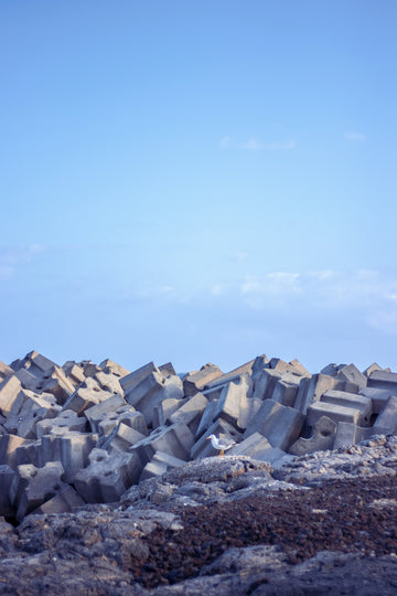 A seagull rests on concrete blocks by the sea